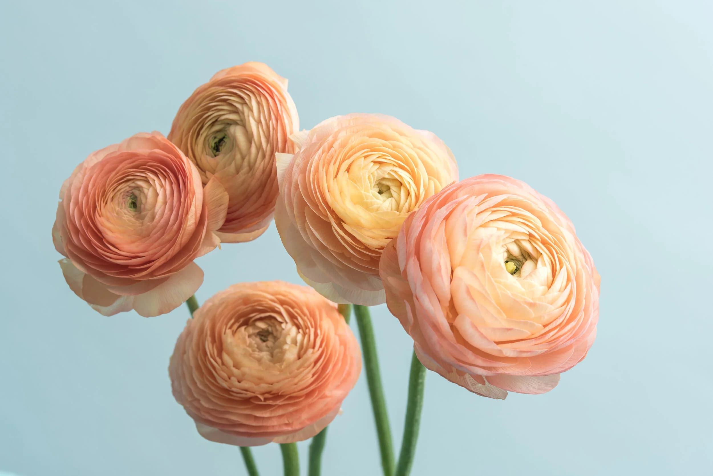 In-house studio — pink ranunculus on soft blue background