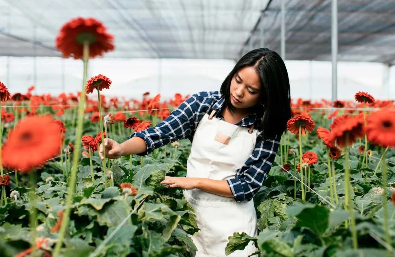 Farm shoot, Ecuador — sourcing with red gerbera daisies