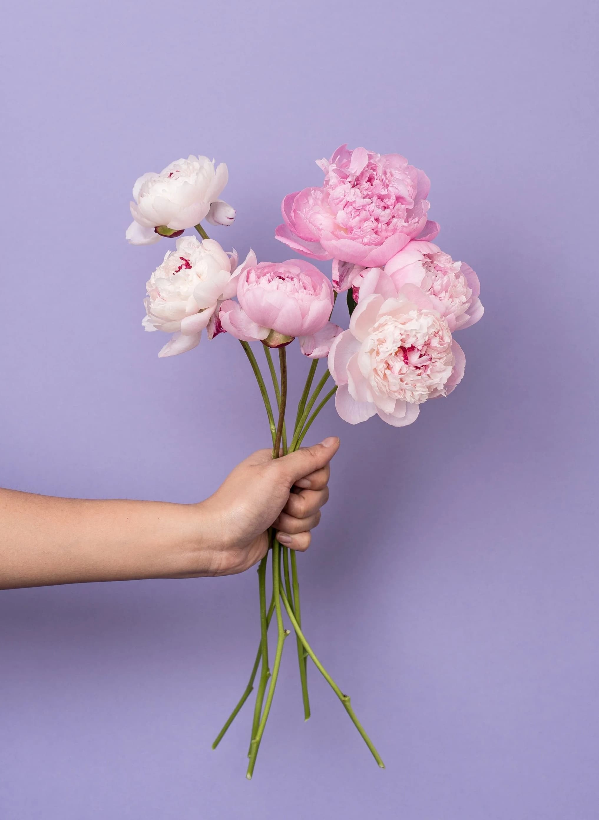 Studio shot — hand holding pink peonies on purple background
